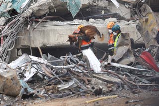Os resgatadores trabalham com um cão K9 no local de um prédio que desabou, após um forte terremoto, em Bangkok